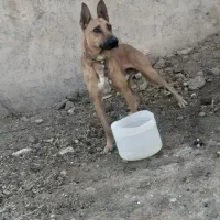 سگ گرگی