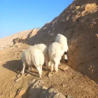۴ عدد بره نر سفید