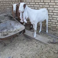 بز گلابی|حیوانات مزرعه|هندیجان, |دیوار