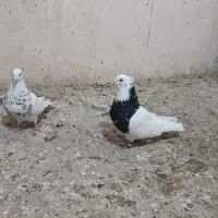 طوقی کاکلی و کله دم سبز