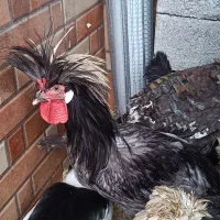 مرغ و خروس زینتی