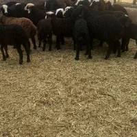 بره پای پروار