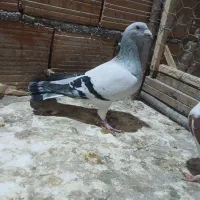 کبوتر|پرنده|گرگان, |دیوار