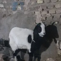 بزغاله پاکستانی