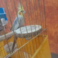 عروس هلندی نر