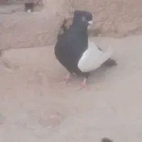 سینه ای|پرنده|مسجد سلیمان, |دیوار