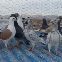 کبوتر