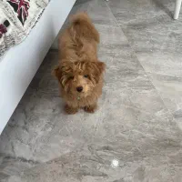 پودل توی اصیل ۶ ماهه نر ( برای فروش )