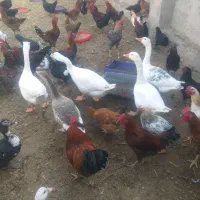 فروش غاز بالغ
