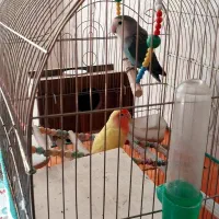 طوطی برزیلی نرو ماده
