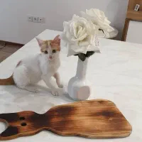 واگذاری رایگان گربه dsh