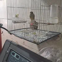 قناری جفتی سهره