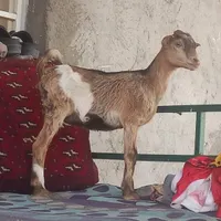 کهرماده دوقلوزا شیرخوار بازیگوش ۲عددبز صلاله محلی|حیوانات مزرعه|بندرعباس, |دیوار