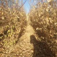 انواع نهال اصلاح شده