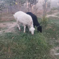 ۲ عدد بره نر فروشی دونه ۱۰ پونصد