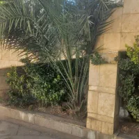درخت نخل