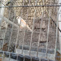 قناری موزاییکی ماده و آماده یکساله