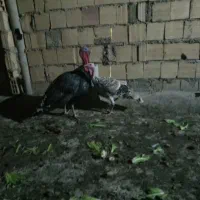 بوقلمون گوشتی