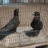 کلاغ|پرنده|رفسنجان, |دیوار