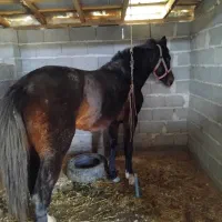 نریون دوخون 6سال|اسب و تجهیزات اسب‌سواری|تولم شهر, |دیوار