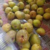 انجیر تازه چین