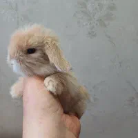 تعدادی بچه خرگوش لوپ ومینیاتوری تربیت شده