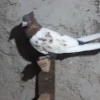 چند کفتر رنگی،زاغ|پرنده|بندر ماهشهر, |دیوار