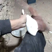 ‌کفتر رنگی چپ دم|پرنده|یزد, |دیوار