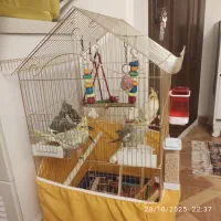 فروش عروس هلندی های شاد و سالم سه ماهه کاملا خانگی