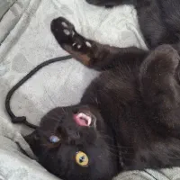 واگذاری گربه|گربه|قم, چهار امامزاده|دیوار