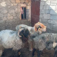 دوراس شیشک نامی  به فروش میرسه قیمت توافقی