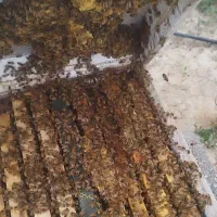 فروش زنبور عسل