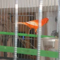 قناری قرمزنر.