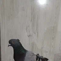 کبوترماده فروشی۲۸۰۰۰۰تومان|پرنده|شاهرود, |دیوار