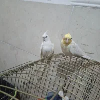 عروس هلندی نر و ماده|پرنده|آبپخش, |دیوار