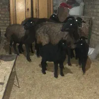 میش بردار بز گوسفند قوچ|حیوانات مزرعه|جوادآباد, |دیوار