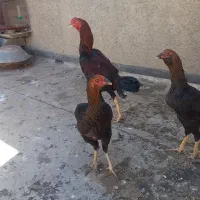 مرغ و خروس لاری