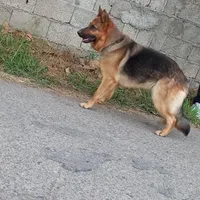 ژرمن