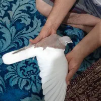 چپ سرخ خاله سیاه دار|پرنده|مشهد, بهمن|دیوار