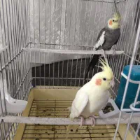 عروس هلندی