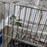 راهب|پرنده|کرج, حاجی آباد|دیوار