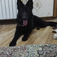 سگ.