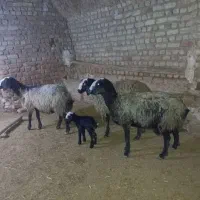 میش بره دار