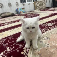 گربه|گربه|کرمانشاه, |دیوار