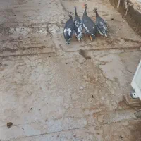 مرغ شاخدار