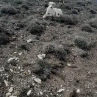 تازی