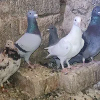 کفتر کبوتر پرنده|پرنده|مرودشت, تخت جمشید|دیوار