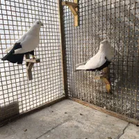 جوجه دم سیاه