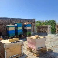 زنبور عسل کارنیکا