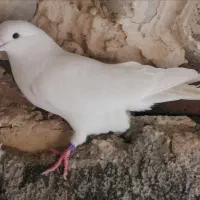 کفتر. سفید قرقرو  و عروس هلندی